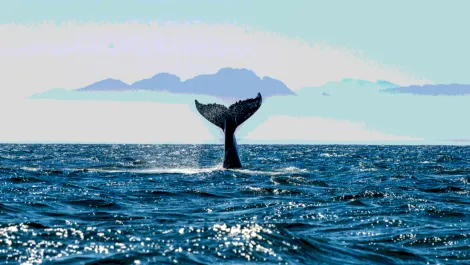 Screen shot 2018 07 18 at 11